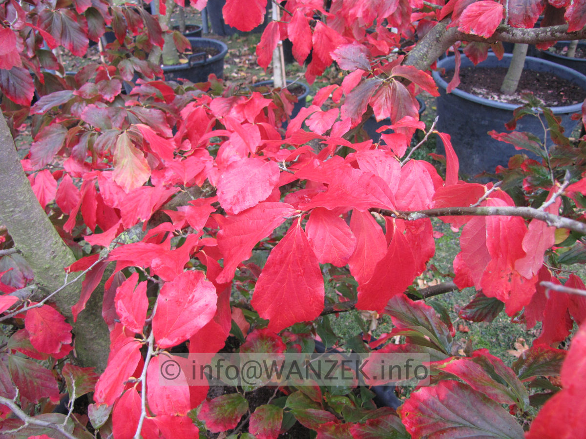 Parrotia persica 08.JPG